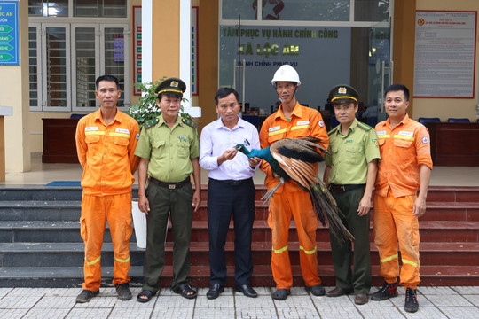 Kịp thời bàn giao cá thể công Ấn Độ cho cơ quan chức năng