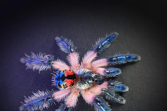 “Nhện tarantula ngọc” Brazil: Nhỏ xíu nhưng sở hữu vẻ ngoài như đá quý