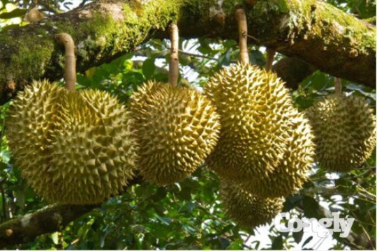 Tăng cường truy xuất nguồn gốc sầu riêng xuất khẩu