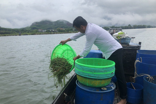 Huế thả gần 50.000 con cá, cua giống tái tạo nguồn lợi thủy sản