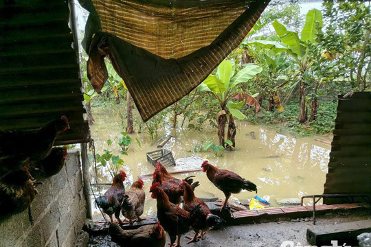 Khẩn trương tiêu độc, phòng dịch bệnh sau mưa lũ