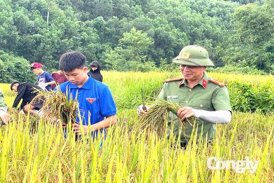 Giữ mùa vàng, thắm tình quân dân