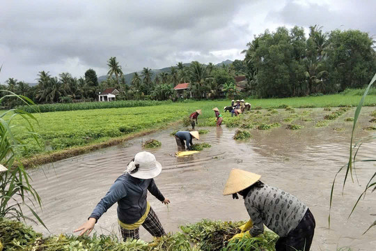 20 phụ nữ đội mưa giúp người bệnh thu hoạch đậu phộng ở Gia Lai
