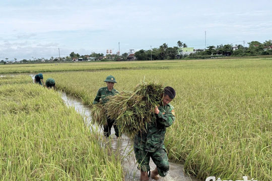 Bộ đội Biên phòng giúp dân thu hoạch lúa chạy lũ