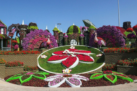 Thiên đường hoa Dubai Miracle Garden trở lại với 150 triệu bông khoe sắc