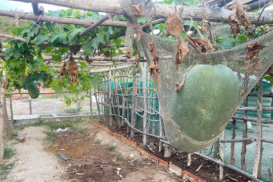 Bí đao khổng lồ vượt biển ra đảo Nhơn Châu