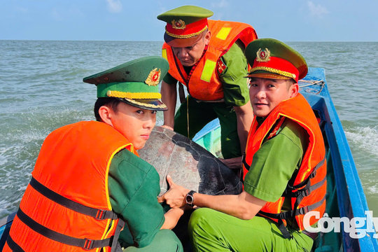Thả cá thể vích nặng 70kg về biển