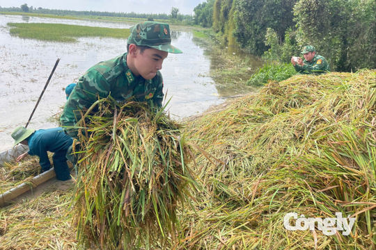 Biên phòng Tây Ninh giúp dân thu hoạch lúa bị ngập lũ