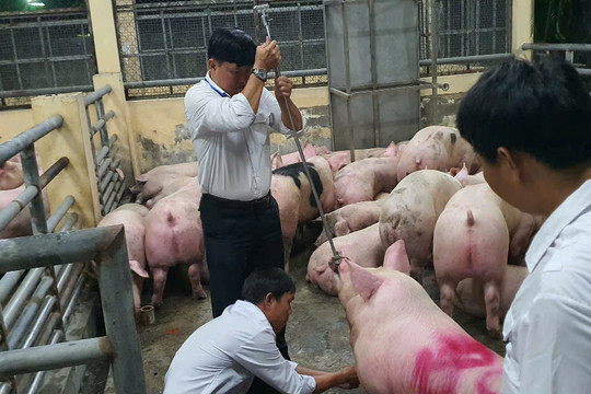 Triệt phá đường dây đưa hơn 10.000 tấn heo nhiễm chất cấm ra thị trường
