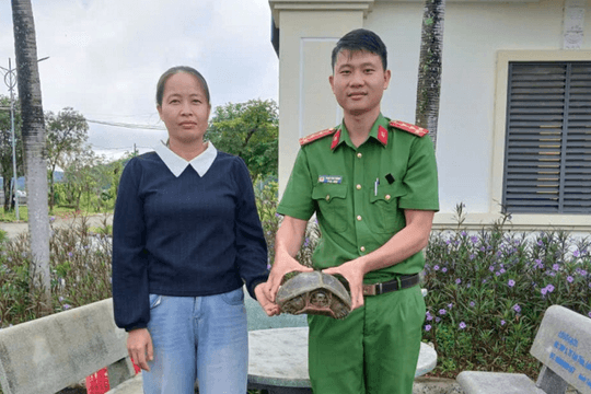 Người dân tự nguyện giao nộp rùa đất lớn quý hiếm