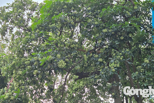 Hà Nội yêu cầu cắt tỉa hoa sữa tại những khu vực có mùi quá nồng