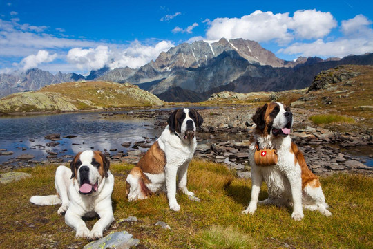 Thụy Sĩ: Những chú chó Saint Bernard gìn giữ di sản cứu hộ trên núi Alps