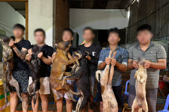 Công an TP.HCM triệt phá đường dây trộm chó, tiêu thụ liên tỉnh hàng chục tấn