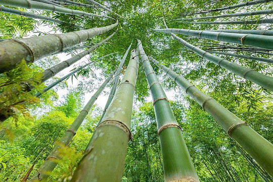 "Thủ phủ" luồng Thanh Hóa và ý tưởng chuỗi giá trị