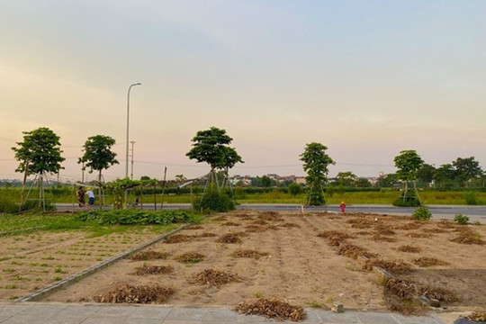 Mời đơn vị tư vấn báo giá định giá 3 thửa đất tại Đặc khu Côn Đảo