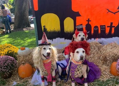 Mỹ: Hàng nghìn chú chó hóa trang Halloween, gây quỹ hoạt động bảo vệ động vật