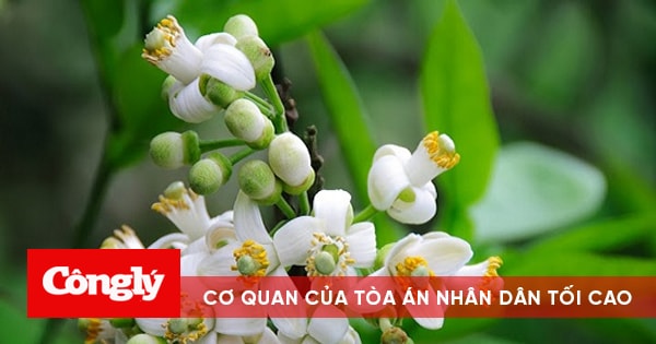 Tác dụng tuyệt vời của hoa bưởi