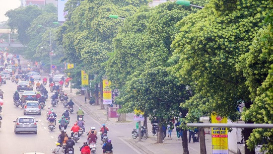 GS Nguyễn Anh Trí: Nhiều nơi đã chặt bỏ hoa sữa, Hà Nội đến khi nào?