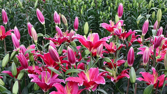 Những loại hoa chơi Tết "siêu đẹp, siêu độc tính" cần cảnh giác