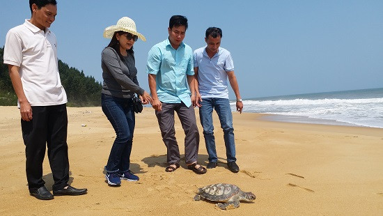 Giải cứu cá thể rùa biển quý hiếm nặng 7kg thả về tự nhiên