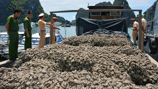 Quảng Ninh:  Bắt giữ 30 tấn hàu giống lậu, trị giá hơn 300 triệu đồng