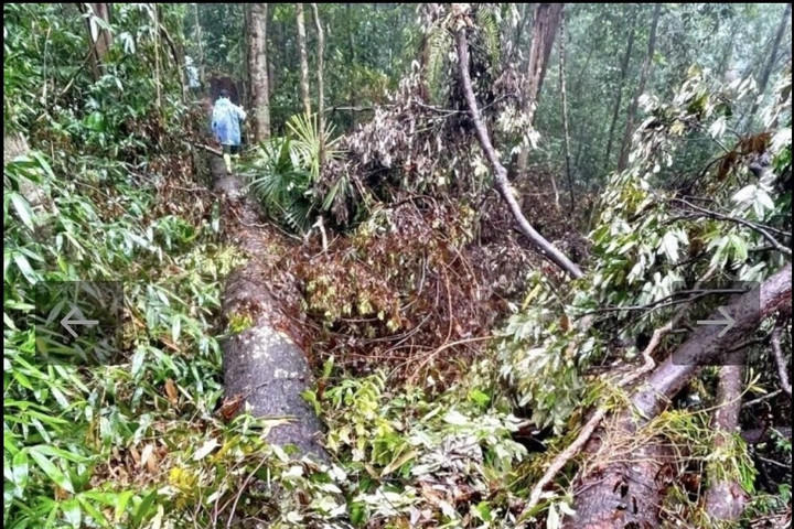 Vụ phá gần 150m3 gỗ ở Sa Thầy: Chủ tịch UBND huyện Sa Thầy tự nhận hình thức kiểm điểm