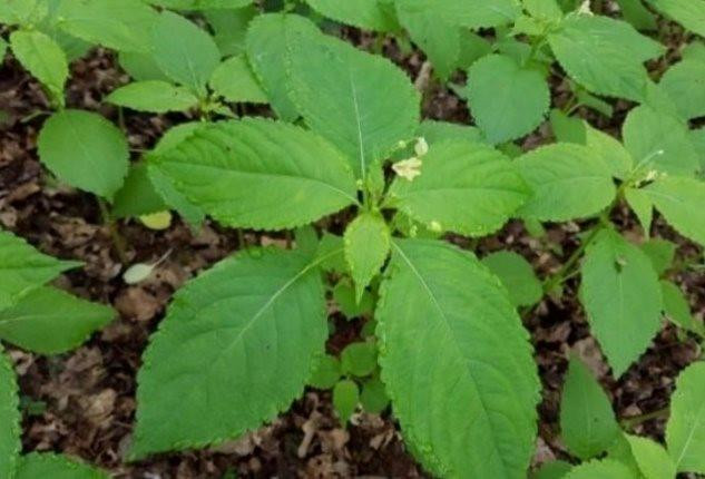 Dùng lá lộc mại chữa táo bón, 1 người phải nhập viện