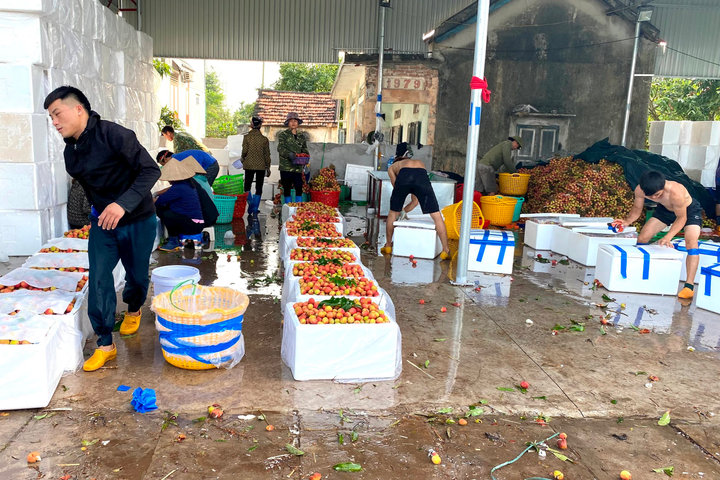 Quảng Ninh: Vải Phương Nam tất bật xuất ngoại
