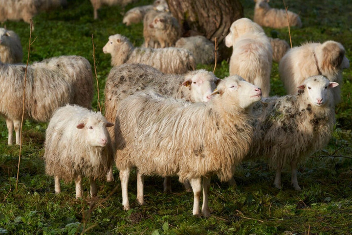 Hình ảnh Con Cừu Hoạt Hình | Công cụ đồ họa PSD Tải xuống miễn phí - Pikbest