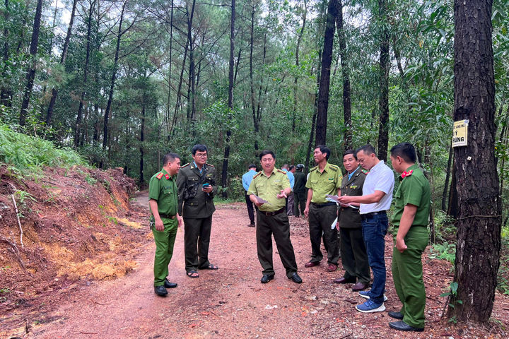 TT-Huế: Kịp thời phát hiện và xử lý nhiều cây thông bị chặt hạ