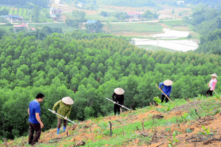 Phát huy giá trị đa dụng của hệ sinh thái rừng, bảo vệ và phát triển rừng bền vững