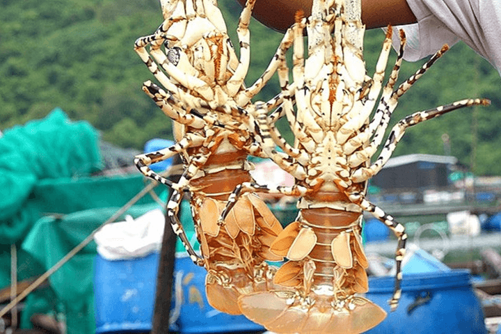 Tìm giải pháp khai thác tiềm năng, phát triển bền vững nuôi biển Việt Nam
