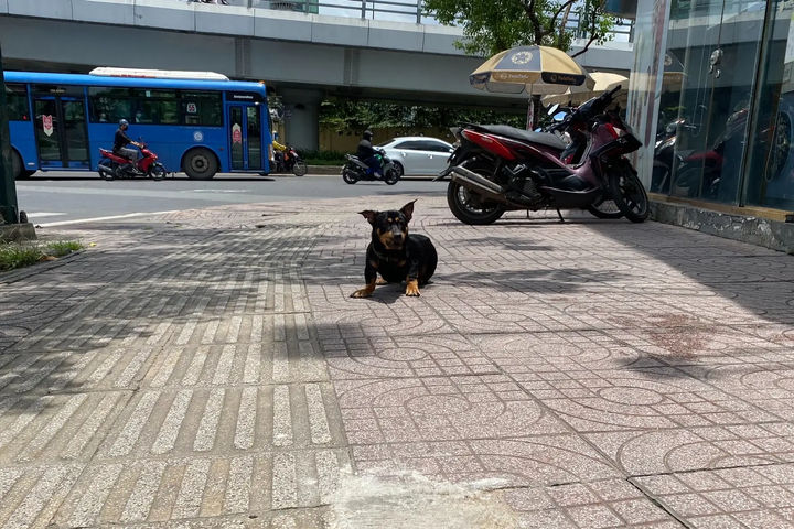 Bệnh dại gia tăng, TP.HCM ra khuyến cáo