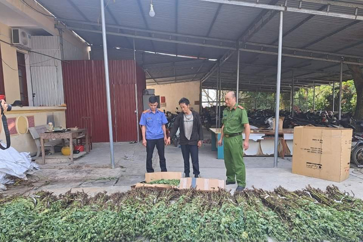 Tạm giữ hình sự đối tượng trồng hơn 1.300 cây thuốc phiện
