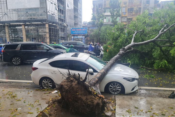 Mưa lớn, cây đổ đè trúng ô tô, chủ xe có được bồi thường?