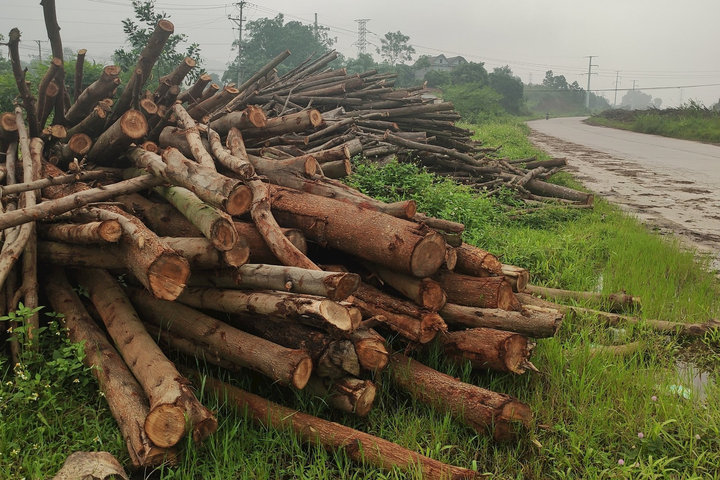 Tập kết gỗ trái phép trên tuyến đường nghìn tỷ tại Thái Nguyên