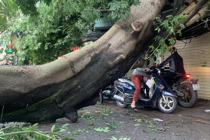 Phố Vũ Hữu (Hà Nội): Cây lớn bật gốc cản trở giao thông
