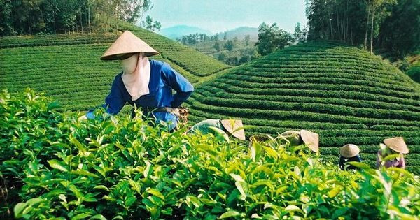 9 sản phẩm chè Thái Nguyên được chọn là sản phẩm tiêu biểu khu vực phía Bắc