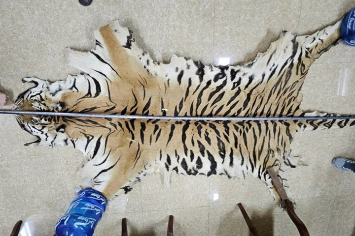 Khởi tố đối tượng buôn bán da hổ, móng gấu trái phép