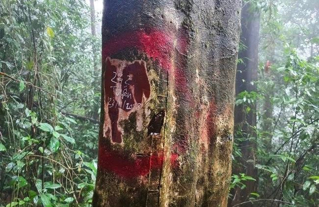 Khởi tố Giám đốc Ban quản lý rừng đặc dụng An Toàn