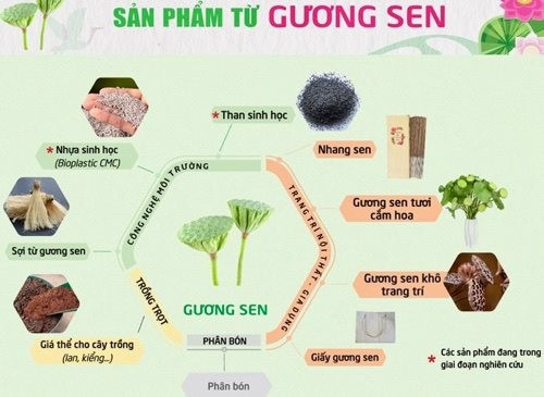 Đồng Tháp: Phát triển ngành hàng sen gắn với kinh tế tuần hoàn, tăng trưởng xanh