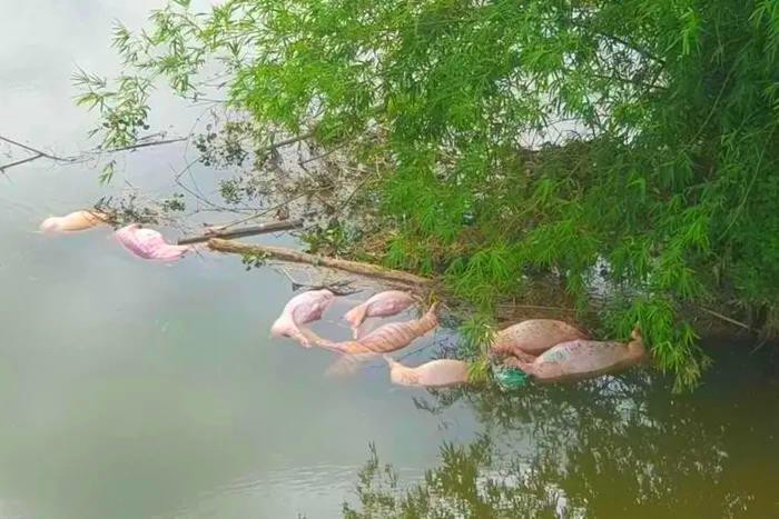 Xử phạt người đàn ông vứt lợn chết xuống sông