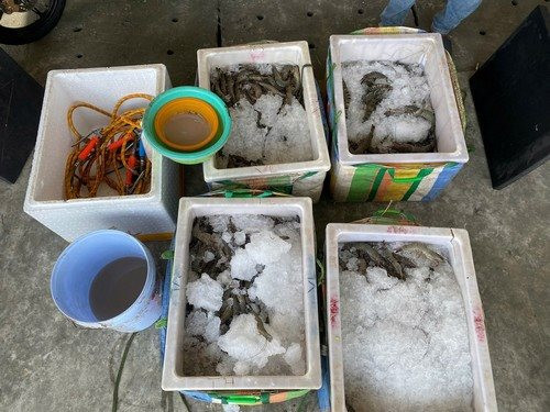 Bắt quả tang cơ sở bơm rau câu vào tôm nguyên liệu