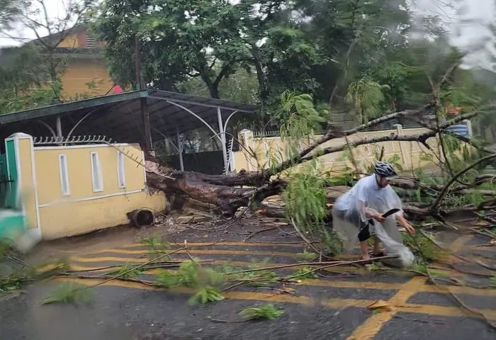 Cây phượng bật gốc đè sập tường rào của trường học, chắn ngang đường giao thông