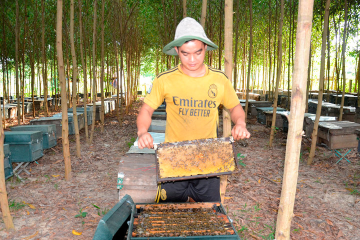 Nghề đưa ong đi tìm mật