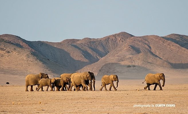 Namibia có kế hoạch giết hơn 700 động vật để cứu đói