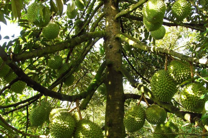 Tử vong khi đi trộm sầu riêng do vướng bẫy điện
