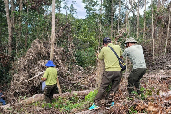 Sẽ chuyển hồ sơ sang Công an vụ rừng do Công ty Lâm Nghiệp Ea Kar quản lý bị ‘lâm tặc” đốn hạ