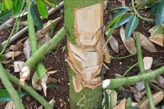 Đắk Lắk: Hàng chục cây sầu riêng bị phá hoại