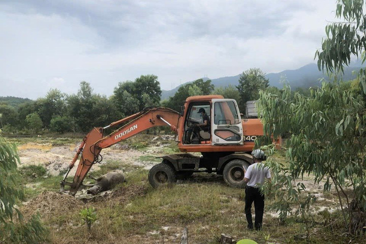 Nhiều con trâu bị chết do bệnh ở Lộc Tiến (TT-Huế)